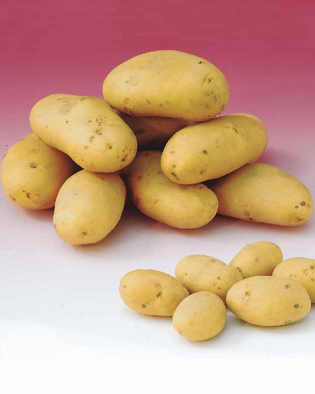 Pomme de terre Caesar (1,5 kg) - Solanum tuberosum  caesar - Légumes