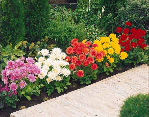 Dahlia cactus nain Yellow Happiness - Dahlia yellow happiness