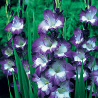 Glaïeuls pour un jardin multicolore en mélange - Gladiolus 'nori', 'green star', 'manteca', after s - Bulbes d'été