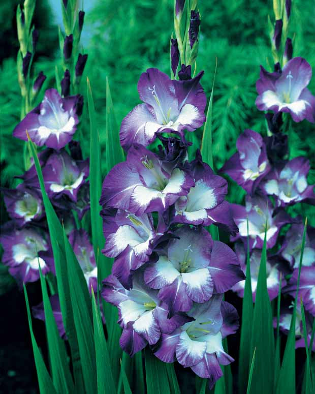 Glaïeuls pour un jardin multicolore en mélange - Gladiolus 'nori', 'green star', 'manteca', after s - Bulbes d'été