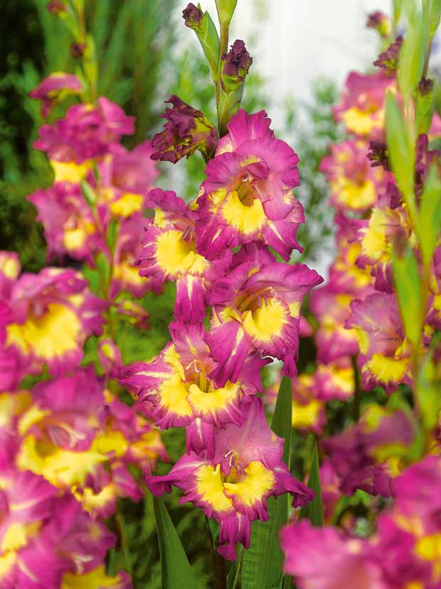 Gladiolus 'nori', 'green star', 'manteca', after s