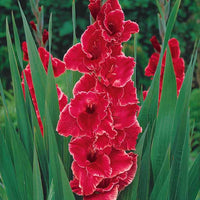 Glaïeuls pour un jardin multicolore en mélange - Gladiolus 'nori', 'green star', 'manteca', after s