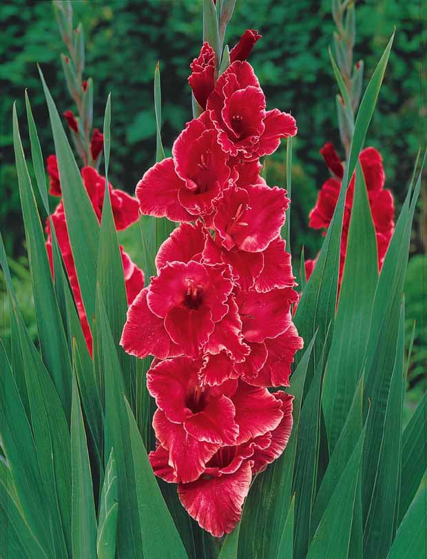 Glaïeuls pour un jardin multicolore en mélange - Gladiolus 'nori', 'green star', 'manteca', after s