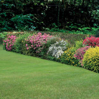 Collection Haie fleuries d'été - 6 arbustes - Hypericum, spiraea, ligustrum aureum, caryopteris, - Plantes d'extérieur