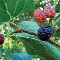 Bakker - Mûrier à grandes feuilles - Morus alba macrophylla