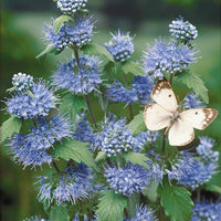 Hypericum, spiraea, ligustrum aureum, caryopteris,