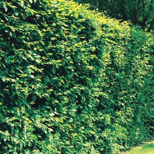 Charme commun - Bakker