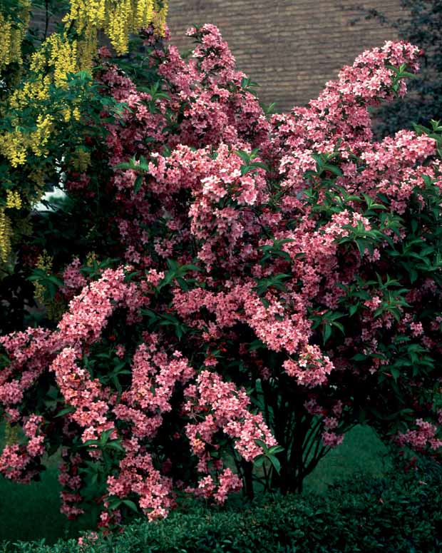 Hypericum, spiraea, ligustrum aureum, caryopteris,