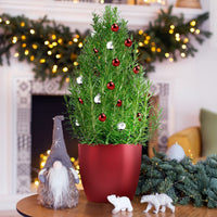 Romarin de Noël - Bakker