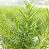 Romarin de Noël - Salvia rosmarinus - Bakker