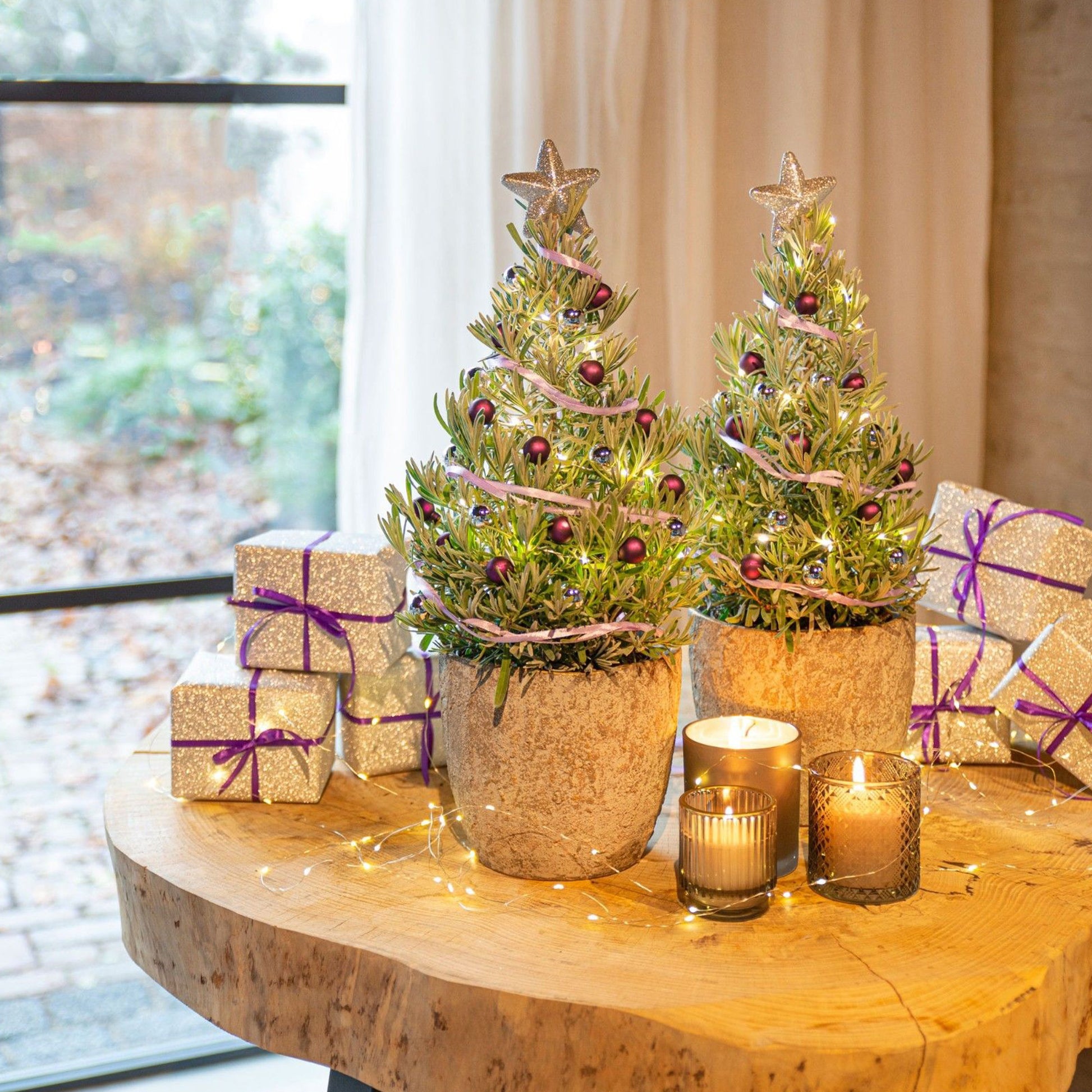 Lavandula angustifolia Christmas Tree - Lavande de Noël - Petites plantes d'intérieur