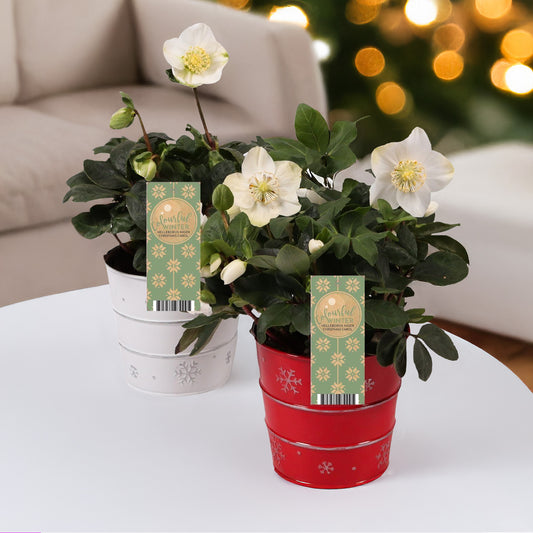 Héllébore de Noel et son pot de Noël - Bakker
