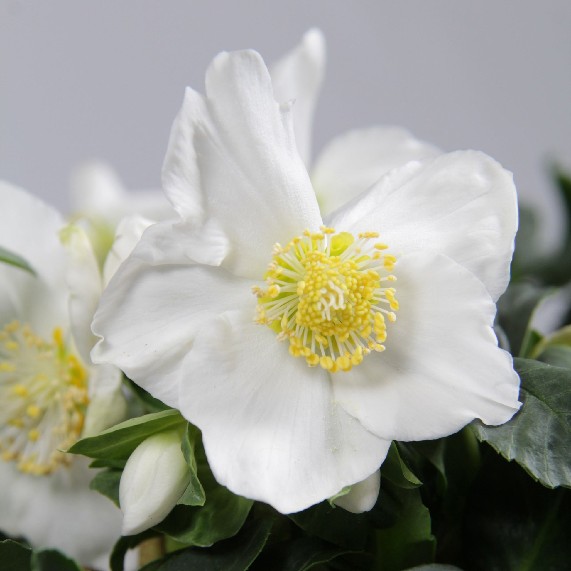 Héllébore de Noel et son pot de Noël - Helleborus niger Christmas Carol - Bakker