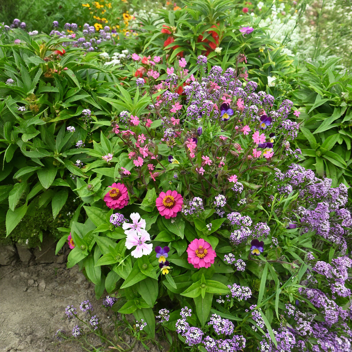 Tapis de fleurs spécial jardinières -  - Bakker