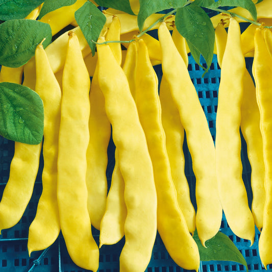 Haricot à rames à cosses jaunes Anita - Bakker