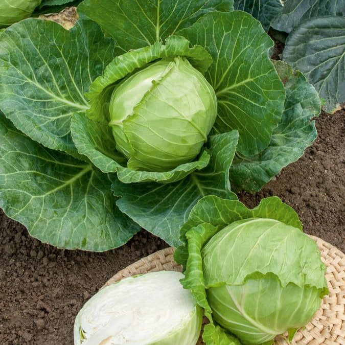 chouさん Coupe-chou Tout Inox - Timor Solingen