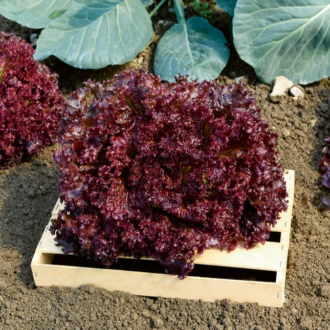 Collection de salades à couper - Bakker.com | France