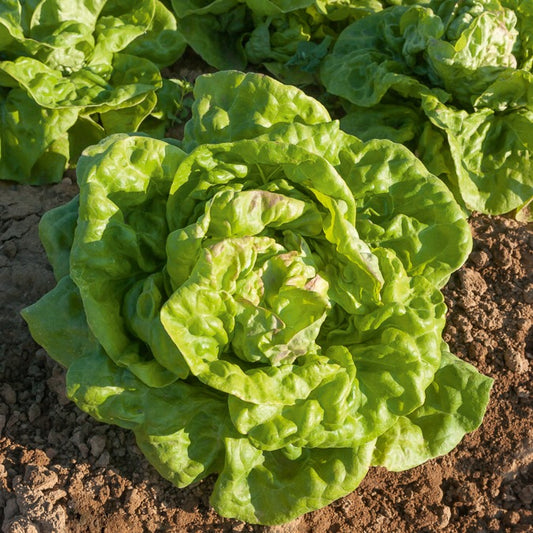 Laitue pommée Reine de Mai (3 g) - Bakker