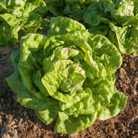 Graines de salades - Collection de salades - Coll. 7 mois de salades (reine mai, lollo rossa, coeur plein, blond