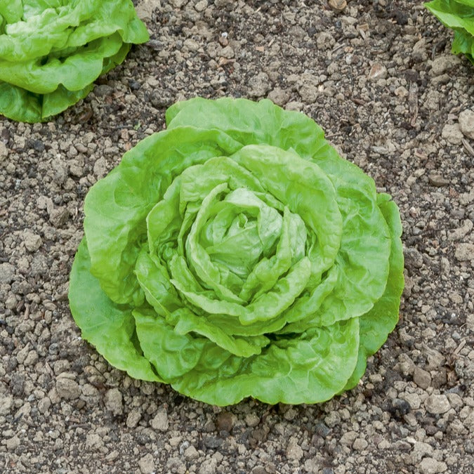 Laitue pommée Gotte Jaune d'or - Lactuca sativa gotte jaune d'or - Bakker