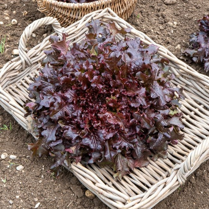 Collection de salades à couper - Bakker.com | France