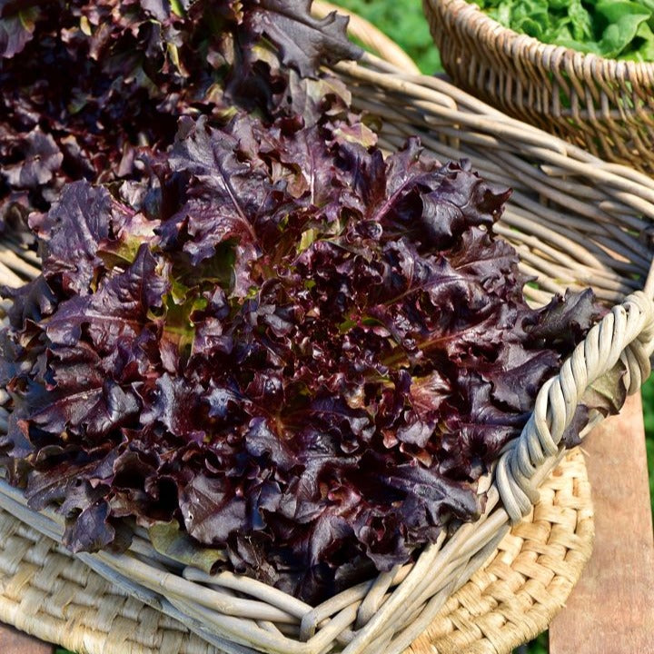 Laitue à couper 'Red Salad Bowl' - Lactuca sativa red salad bowl - Bakker