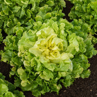 Coll. 7 mois de salades (reine mai, lollo rossa, coeur plein, blond - Collection de salades - Graines de salades