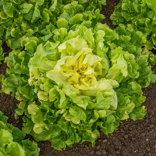 Chicorée scarole Blonde à coeur plein Bio - Bakker
