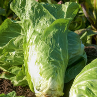 Graines de chicorées - Chicorée sauvage Améliorée pain de sucre - Cichorium  intybus améliorée pain de sucre