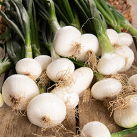 Oignon blanc de Barletta - Allium cepa barletta - Bakker