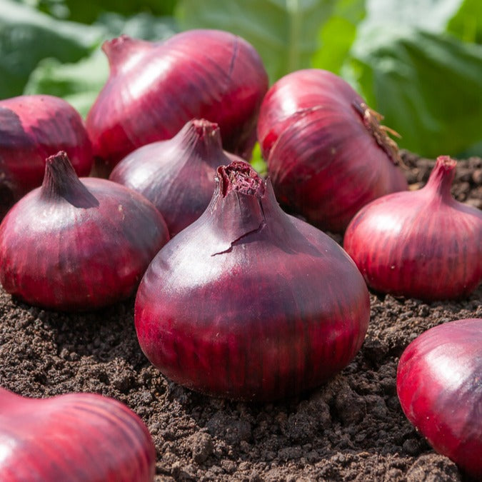 Oignon tardif rouge foncé de Brunswick - Allium cepa Rouge foncé de Brunswick - Bakker