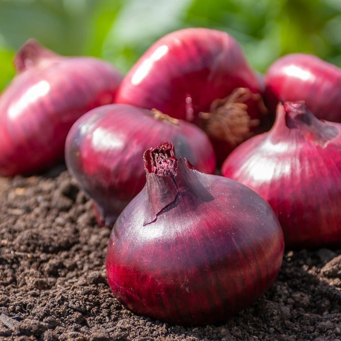 Allium cepa Rouge foncé de Brunswick - Oignon tardif rouge foncé de Brunswick - Bulbes d'oignons