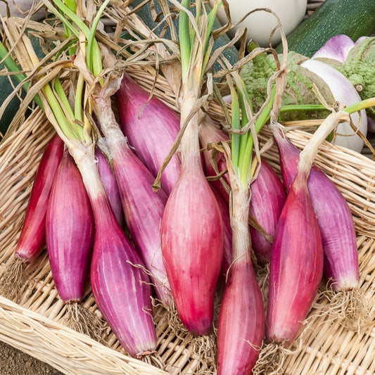 Oignon Rouge long de Florence - Bakker