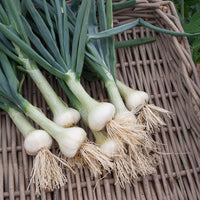 Collection de 4 oignons (hâtif paris, vertus, brunswick, zebrune) - Collection d'Oignons : Hâtif Paris, Vertus, Brunswick, Zebrune - Bulbes d'oignons