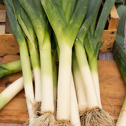 Poireau Arkansas - Bakker