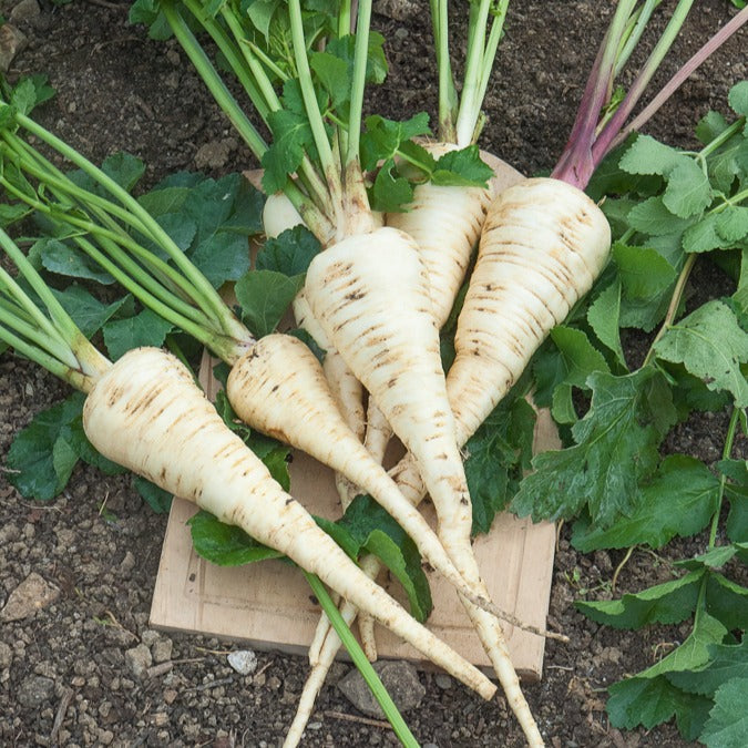 Autres graines de légumes