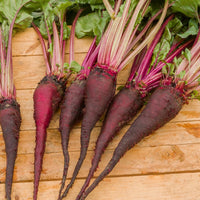 Betterave rouge Crapaudine - Beta vulgaris crapaudine - Bakker