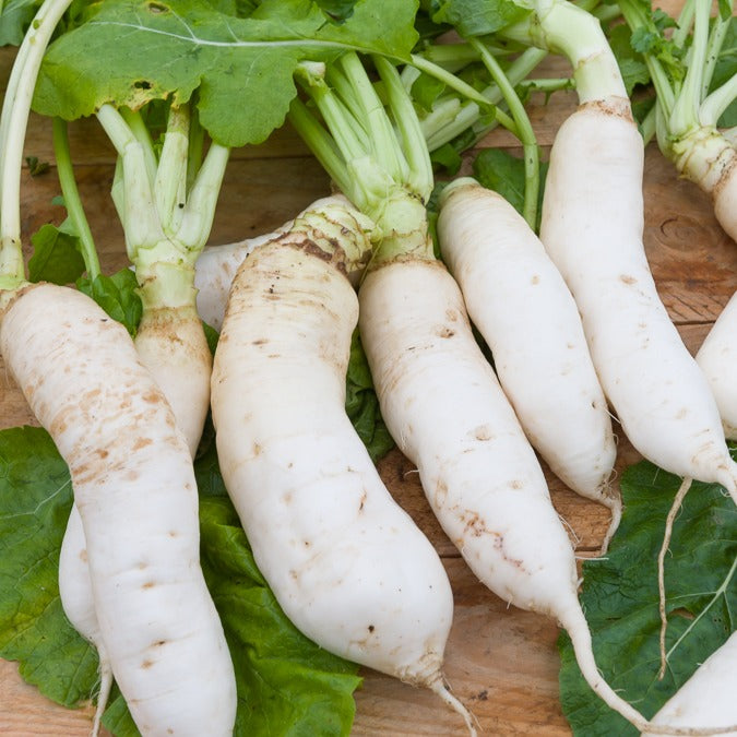 Graines De Navet Potager NANCY - Variété Rustique, Racines Rondes Blanches à Collet Violet - Semis De Mai à Août - 4