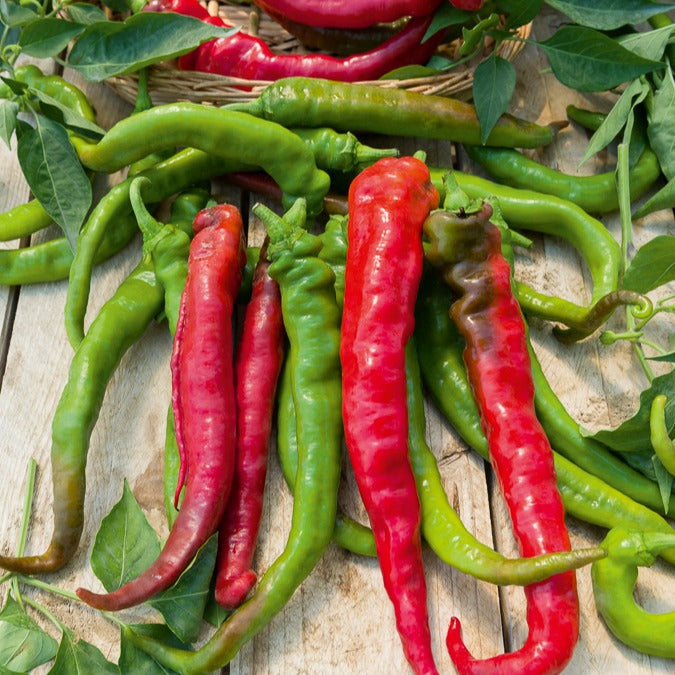 Piment Doux très long des Landes - Bakker