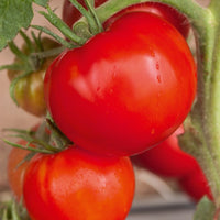 Bakker - Tomate 'Saint Pierre' - Solanum lycopersicum saint pierre - Graines