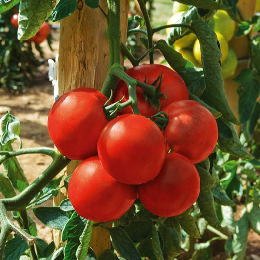 Bakker - Tomate Montfavet 63/5 F1 (Obt. INRA) - Solanum lycopersicum montfavet 63/5 f1 (obt. inra) - Potager