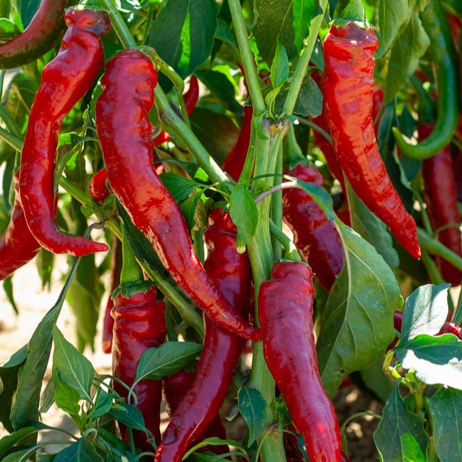 Piment de Cayenne - Capsicum annuum cayenne - Bakker