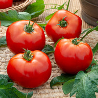 Tomate Merveille des marchés - Solanum lycopersicum Merveille des Marchés - Bakker