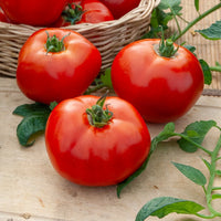 Graines de tomates - Collection de Tomates - Collection 4 tomates : Rose de Berne, Roma, Merveille des marchés, Sw