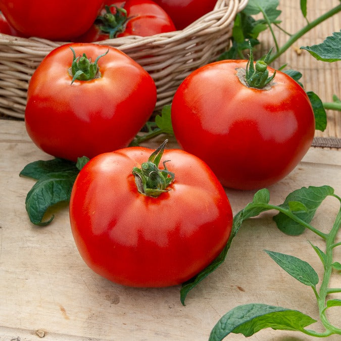 Graines de tomates - Collection de Tomates - Collection 4 tomates : Rose de Berne, Roma, Merveille des marchés, Sw