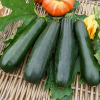 Courgette Black Beauty - Cucurbita pepo  black beauty - Bakker