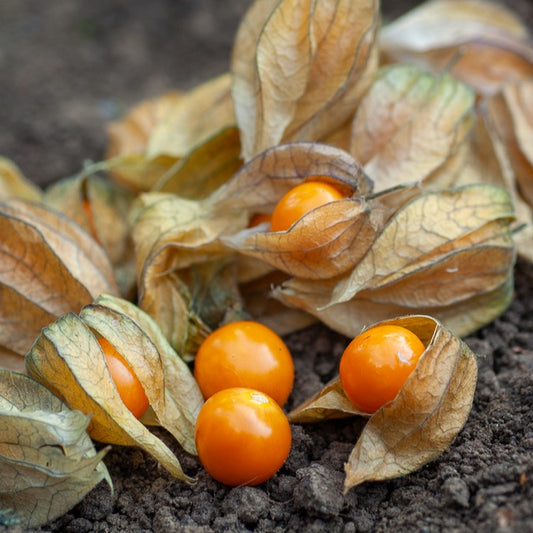 Coqueret du Pérou - Bakker
