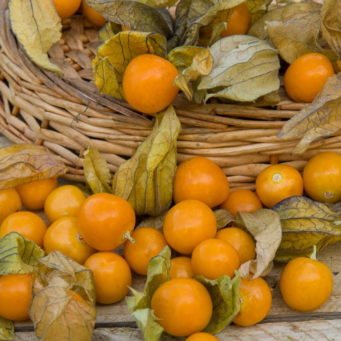 Physalis peruviana - Coqueret du Pérou - Graines pour potager
