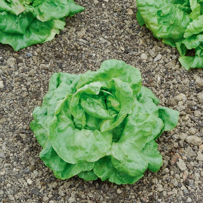 Laitue pommée Du Bon Jardinier - Lactuca sativa du bon jardinier - Bakker