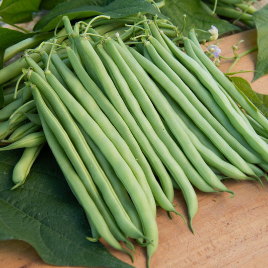 Haricot nain mangetout Contender - Bakker